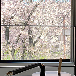 桜の見える家/棚のインテリア実例 - 2019-04-10 08:50:55