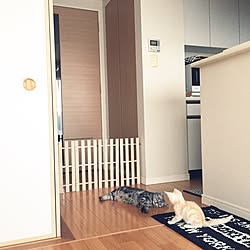 壁/天井/脱走防止/つっぱり棒/ねこインテリア/ねこのいる風景...などのインテリア実例 - 2016-07-07 18:15:49