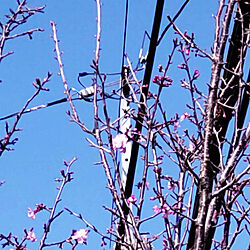 サクラ/さくら/桜/庭のインテリア実例 - 2022-04-13 19:31:42