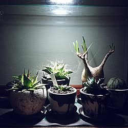 観葉植物のある暮らし/植物のある暮らし/アガベ/アガベアメリカーナ/アガベアメリカーナバリエガタ...などのインテリア実例 - 2023-07-08 20:04:27