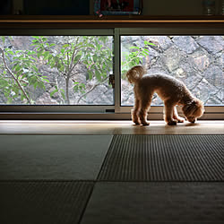 曇りの日/地窓/犬のいる暮らし/いぬと暮らす/和室...などのインテリア実例 - 2022-09-22 16:54:12