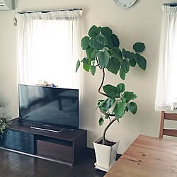 ウンベラータ♡/観葉植物のある部屋/いいね！ありがとうございます♪/緑が好き♡/引っ越し祝いに♪...などのインテリア実例 - 2017-07-16 09:04:22