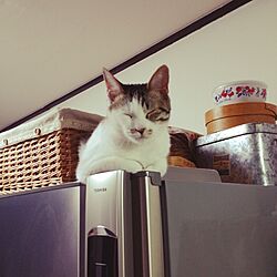 キッチン/ネコのいる風景/猫/冷蔵庫の上ほんまやめてのインテリア実例 - 2014-05-22 20:48:03
