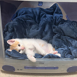 ねこのいえ/ねこベッド/iMac猫ベッド/iMac/猫スペース...などのインテリア実例 - 2023-05-23 12:18:46