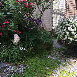 オダマキ毎年咲いてます/オダマキ/アリッサム❀.*･ﾟ/チェリーセージ/今日の庭...などのインテリア実例 - 2020-04-24 10:08:08