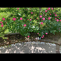 花壇/エクステリア/つるバラアンジェラ/つるバラ/薔薇のある暮らし...などのインテリア実例 - 2023-05-10 15:13:50