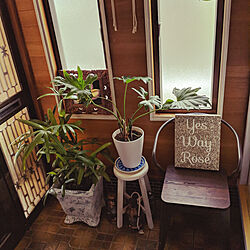 玄関/入り口/古い家に暮らす/家で楽しむ暮らし/植物のある暮らしのインテリア実例 - 2020-05-31 11:23:16