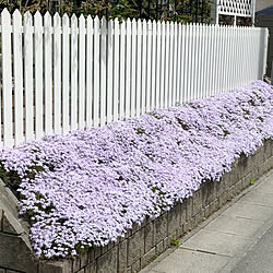 芝桜/白いフェンス/ガーデニング/春の庭/季節を感じる暮らし...などのインテリア実例 - 2022-04-24 13:15:07