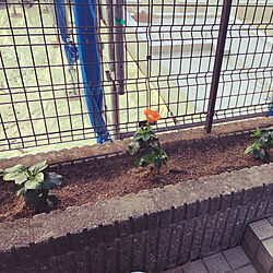 庭/花壇/ハイビスカスが咲きました。/玄関/入り口のインテリア実例 - 2020-09-01 19:17:15