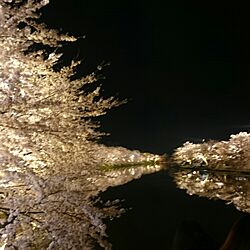 インテリアじゃなくてごめんなさい/夜桜見物/弘前公園桜祭り/いつもいいねありがとうございます♡のインテリア実例 - 2016-04-26 22:26:02