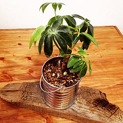 100均/植物/雑貨/アンティーク/観葉植物...などのインテリア実例 - 2015-02-04 09:38:16