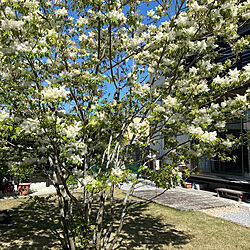 アオダモ/シンボルツリー/花のある暮らし/庭のインテリア実例 - 2021-04-28 17:47:22
