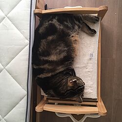 ベッド周り/IKEAドールベッド/猫のいる日常/ねこ部/猫との生活...などのインテリア実例 - 2017-05-19 14:17:58