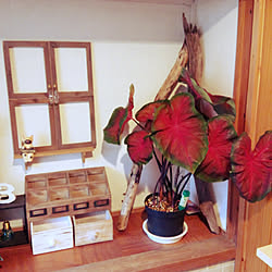 玄関/入り口/流木ディスプレイ/観葉植物のある部屋/観葉植物のある暮らし/いつもいいねありがとうございます♡...などのインテリア実例 - 2017-09-09 17:07:32