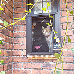 窓/猫窓/LIXIL/窓辺/カントリー...などのインテリア実例 - 2020-08-08 13:30:29