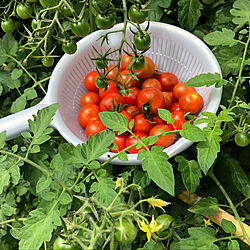 家庭菜園/黄色の花/赤/ほれまる/ミニトマト収穫...などのインテリア実例 - 2020-07-03 08:37:34