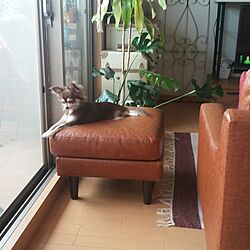 リビング/IKEA/犬部/関西好きやねん会/観葉植物のインテリア実例 - 2014-10-04 09:40:22