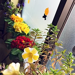 部屋全体/観葉植物/ナチュラルのインテリア実例 - 2017-02-26 17:13:38