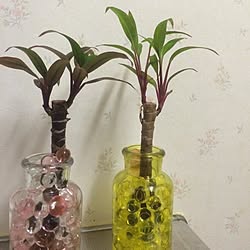 キッチン/観葉植物のインテリア実例 - 2015-08-17 17:48:36