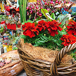 植物のある暮らし/季節の花/赤大好き❤/ベランダ/ベランダガーデン...などのインテリア実例 - 2021-03-21 12:26:50