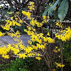 部屋全体/庭/癒し/庭の花/癒しの空間...などのインテリア実例 - 2023-03-22 18:22:19