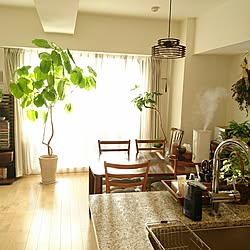 リビング/観葉植物/ダイニング/観葉植物のある部屋/ウンべラータ...などのインテリア実例 - 2017-01-08 01:47:14