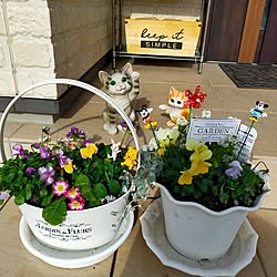 玄関/入り口/寄植え初心者/寄植えを楽しむ/寄植え/パンジー ビオラ...などのインテリア実例 - 2023-12-01 23:23:37