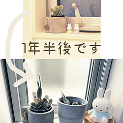 ミッフィー ♡/バニーカクタス/植物が好き/子どもと暮らす/ルームクリップ感謝...などのインテリア実例 - 2022-11-17 12:52:43