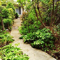 庭/garden/小道風/ガーデニング/植物...などのインテリア実例 - 2014-05-31 12:49:20