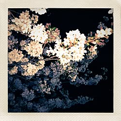 桜のインテリア実例 - 2013-04-02 11:57:23