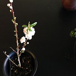 机/庭桜/植物のある暮らし/植物/グリーン...などのインテリア実例 - 2016-02-11 10:59:21