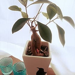 棚/観葉植物たち/賃貸/観葉植物が日焼けするので棚を作りましたのインテリア実例 - 2015-05-21 14:31:15