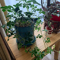 窓際のグリーン/シュガーパイン/観葉植物のある暮らし/花のある暮らし/飾り棚...などのインテリア実例 - 2023-06-28 08:59:57
