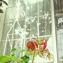 玄関/入り口/アイアン雑貨/格子窓/花のある暮らしのインテリア実例 - 2016-04-15 10:32:02