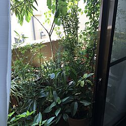 玄関/入り口/観葉植物のインテリア実例 - 2017-05-27 11:41:22