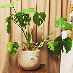 スツールDIY/モンステラ/日替わり投稿企画!木曜日/植物/観葉植物...などのインテリア実例 - 2017-05-11 17:20:12