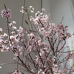 玄関/入り口/桜のインテリア実例 - 2023-03-18 01:06:25