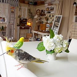 セキセイインコ/花のある暮らし/インコのいる暮らし/Instagram→r_6cafe/ありがとうございます(⋆ᵕᴗᵕ⋆).+*...などのインテリア実例 - 2020-06-03 19:14:36