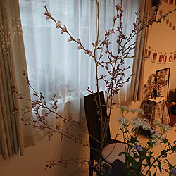棚/桜のインテリア実例 - 2020-03-22 06:13:49