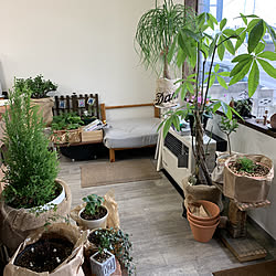 まだシクラメンモリモリ/パキラ/観葉植物/店舗です/観葉植物...などのインテリア実例 - 2020-03-13 14:32:57