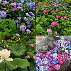 三室戸寺/実家近くの紫陽花寺にて/カメラマークだらけ/いいね！押し逃げばかりでごめんなさい。/いいね&フォローありがとうございます☆...などのインテリア実例 - 2020-07-05 17:05:19