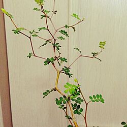 ベッド周り/観葉植物/NO GREEN NO LIFE/お気に入り☻のインテリア実例 - 2014-10-26 12:02:25