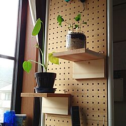 棚/DIY/植物のインテリア実例 - 2013-12-23 14:24:47