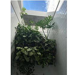 緑のある暮らし/観葉植物のある暮らし/壁面緑化/お風呂場/コンクリート打ちっ放し...などのインテリア実例 - 2021-11-16 08:38:45