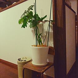 RC福島支部/グリーンのある暮らし/植物のある暮らし/植物が好き/植物のある部屋...などのインテリア実例 - 2023-06-17 19:58:39