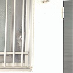 玄関/入り口/玄関横の部屋/窓辺/ニャルソック/外を見る猫...などのインテリア実例 - 2024-05-13 15:39:30