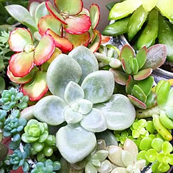 関西好きやねん会/ZOO会♡/【植中毒】/植物/植物のある暮らし...などのインテリア実例 - 2015-12-21 18:29:50