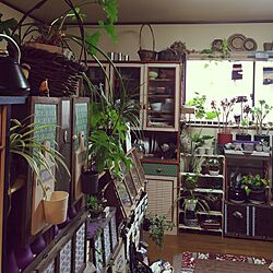 部屋全体/ハンドメイド/DIY/リメイク/観葉植物...などのインテリア実例 - 2016-06-20 07:11:15