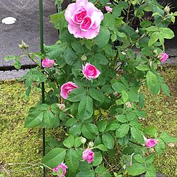 今年も楽しみ/雨が降ると濃いピンク/一番好きな薔薇/ガートルードジェキル/去年の薔薇...などのインテリア実例 - 2021-05-04 10:34:24