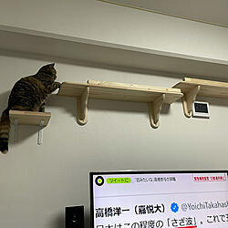 猫/DIY/壁/天井のインテリア実例 - 2021-07-06 01:49:34